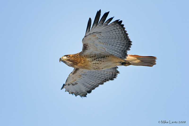 Redtail overhead