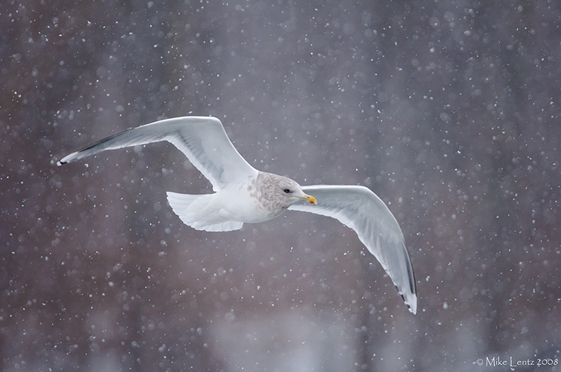 Ring Billed Gull