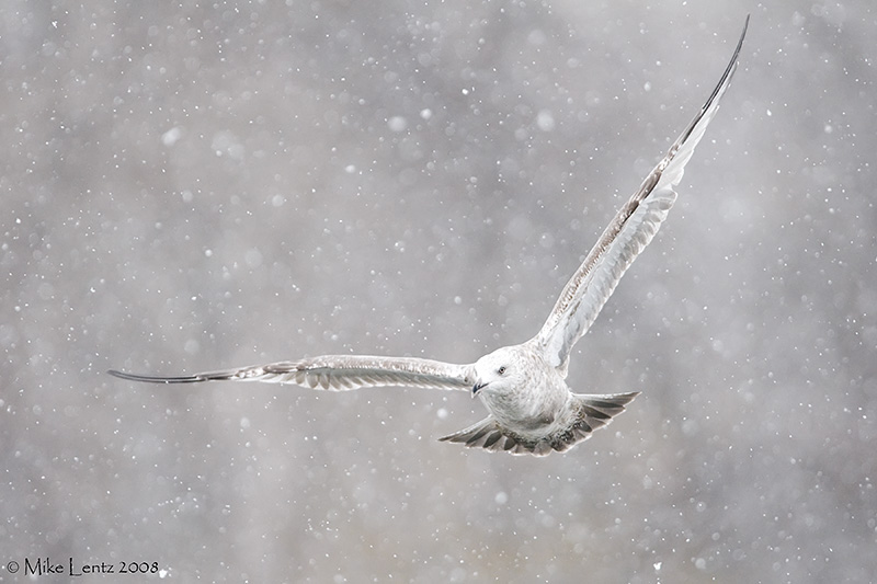 Rng Billed Gull (Juvenile) Snowscapes