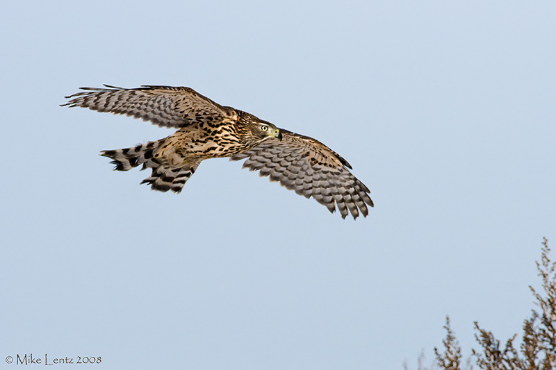 Goshawk overhead
