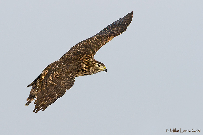 Free flying