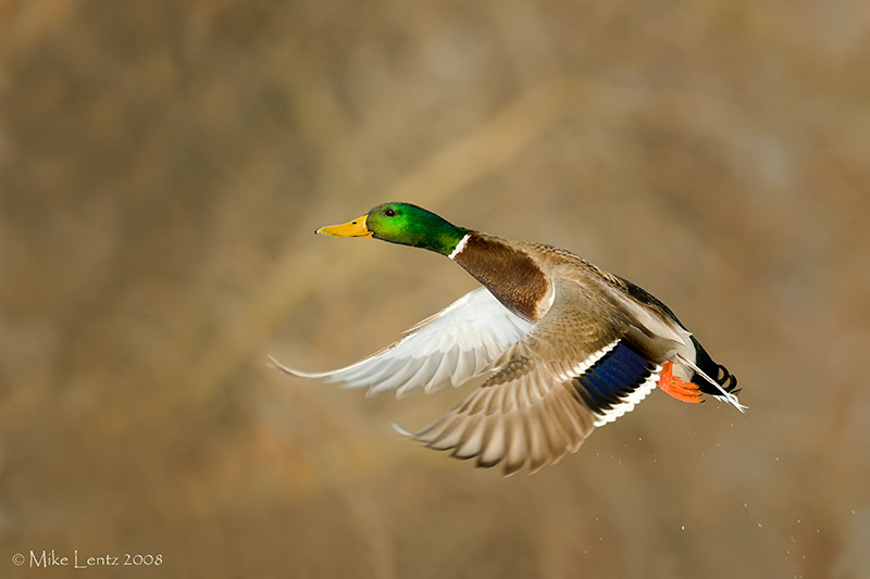 Mallard Drake