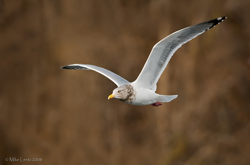 Gull in flight