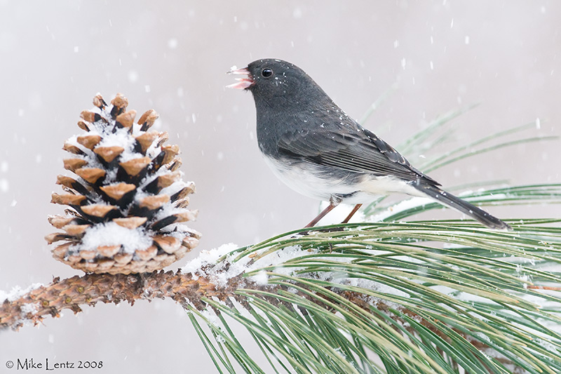 Junco in heavy snow