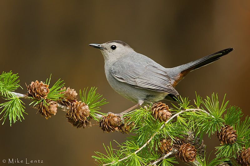 Gray Catbird