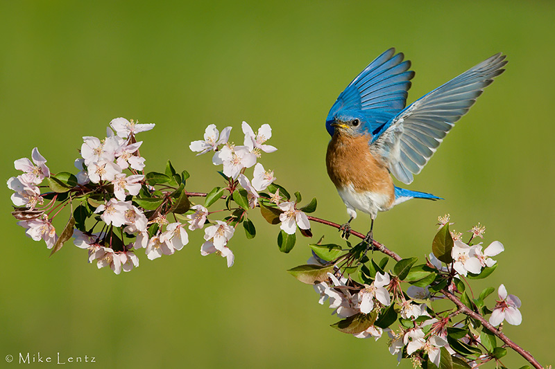 Spring scenes