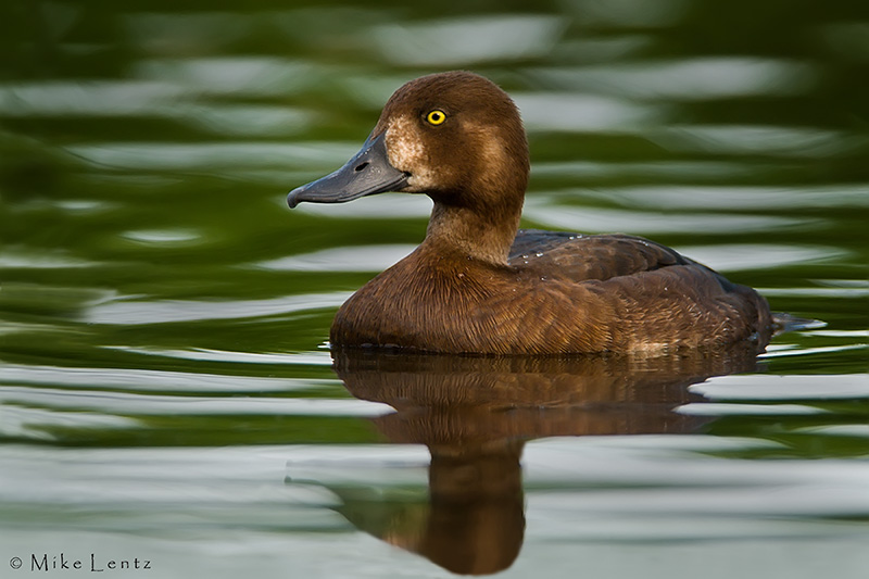 Greater Scaup (hen)