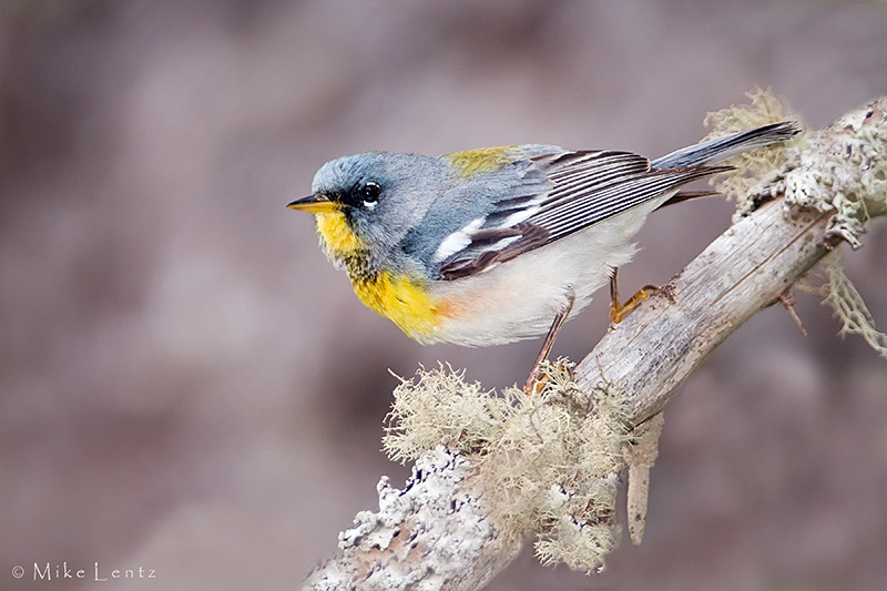 Northern Parula