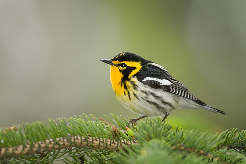 Blackburnian Warbler