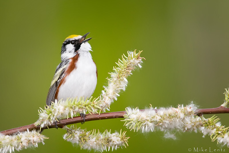 Chestnut Sided warbler