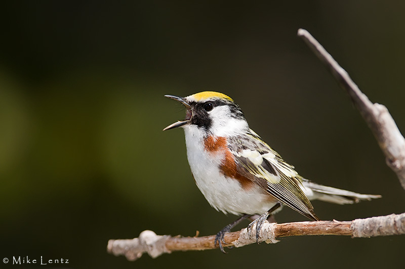 Chestnut sided warbler