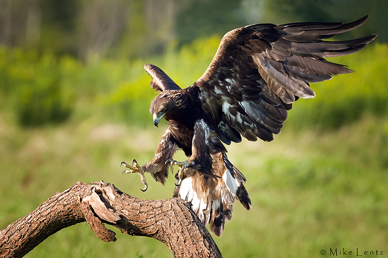 Golden Eagle