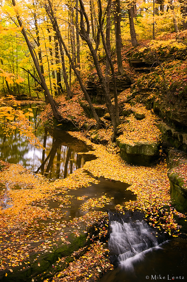 Yellows on the stream