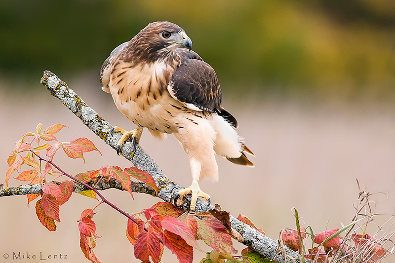 Redtailed Hawk