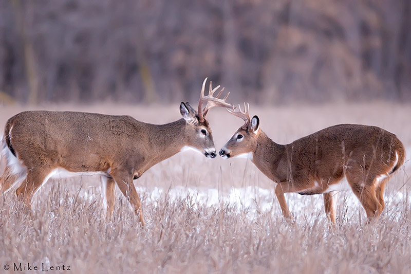 Buck introduction