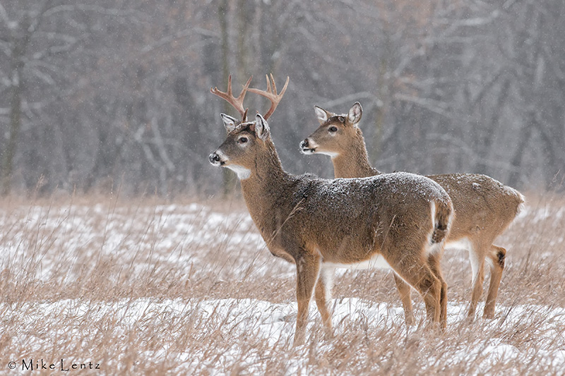 Dual bucks in fine snowfall
