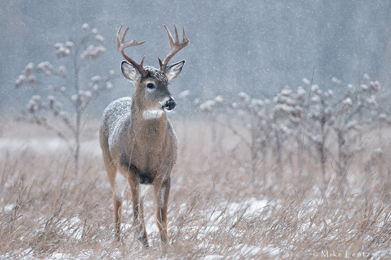 Snowy scene