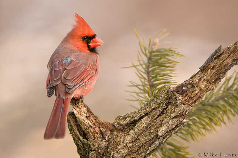 Northern Cardinal