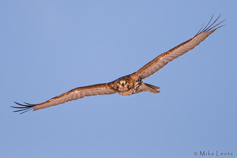Redtailed Hawk