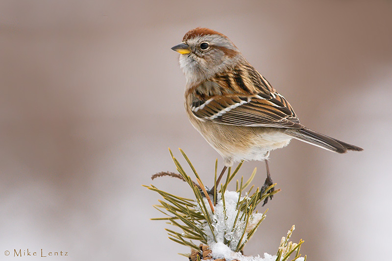 American Tree Sparrow