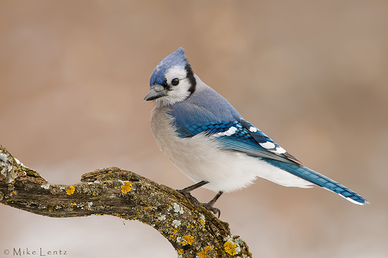 Blue Jay
