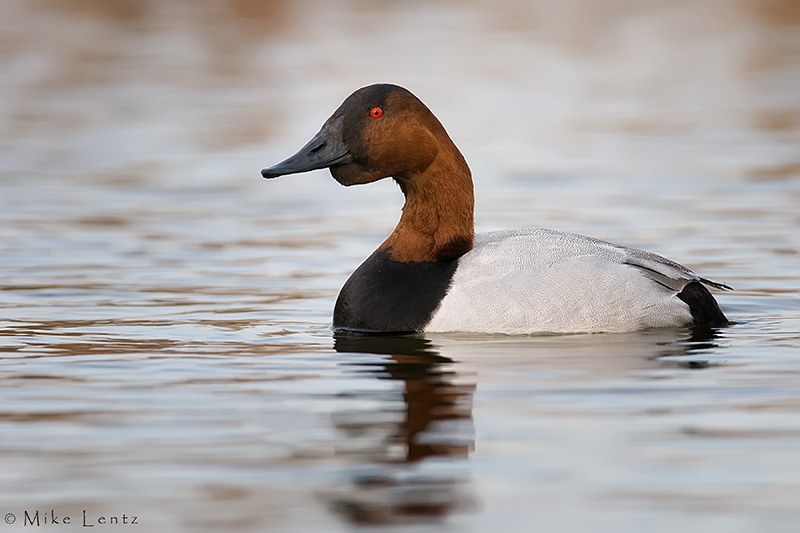 Canvasback drake mating call