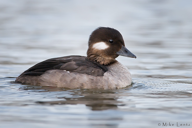 Bufflehead (female)