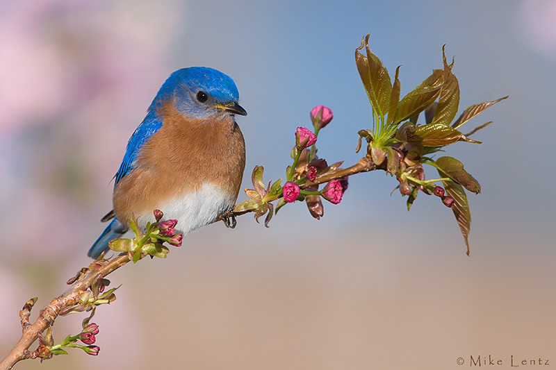 Blooming scene