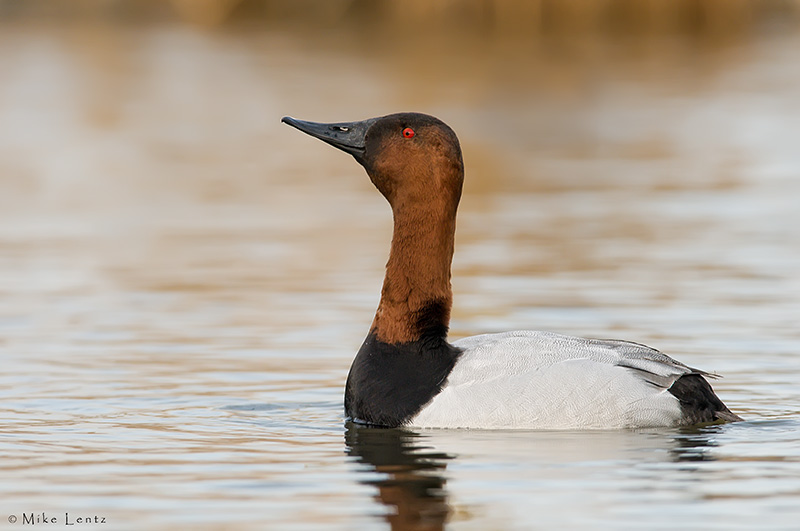 Canvasback drake (head pump mating display)