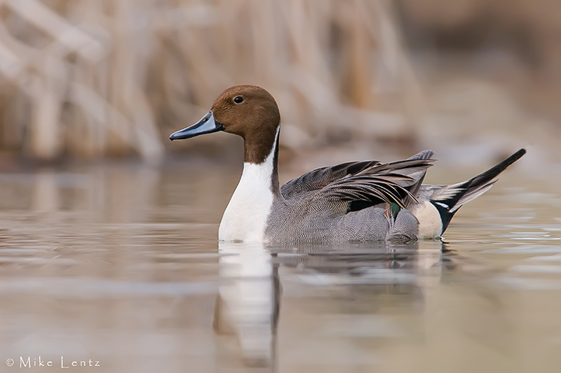 Northern Pintail (drake)