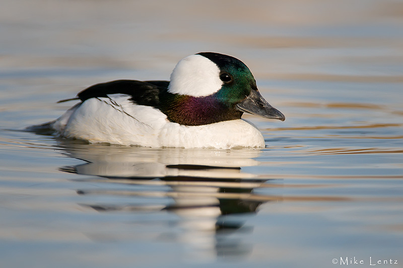 Bufflehead (drake)