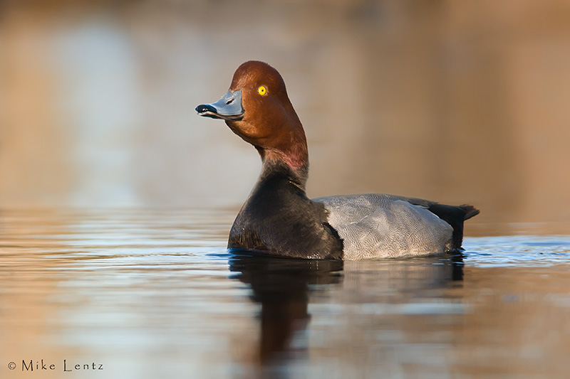 Redhead Duck (Drake)