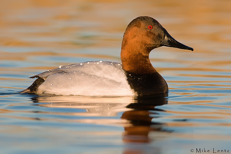 Canvasback (Drake)