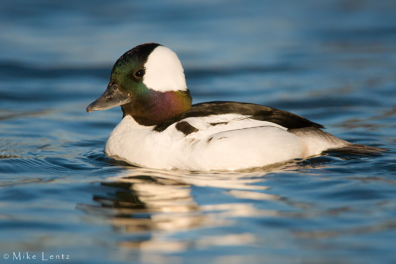 Bufflehead (drake)