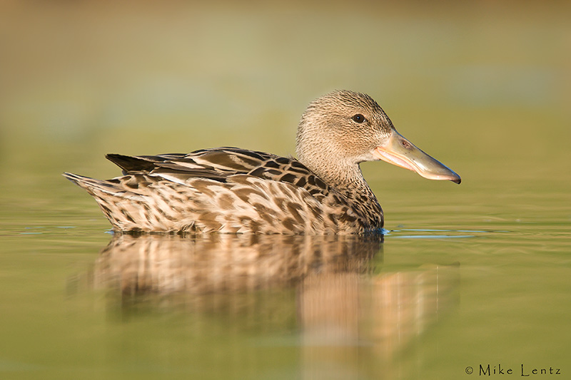 Northern Shoveler (Hen)