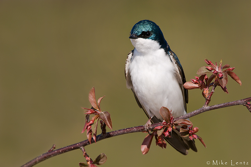Tree Swallow on red buds