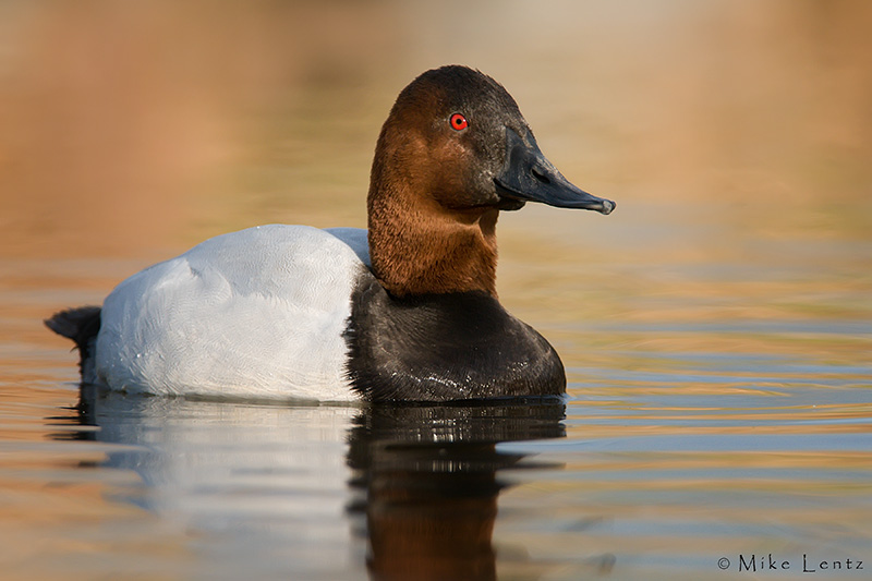 Canvasback (Drake)