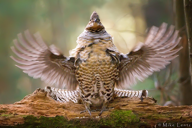 Ruffed Grouse (drumming)