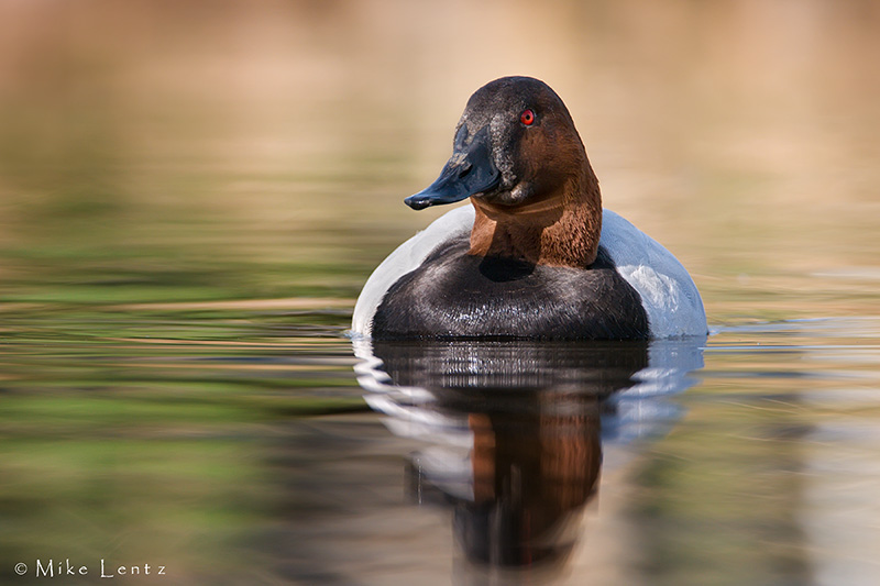 Canvasback