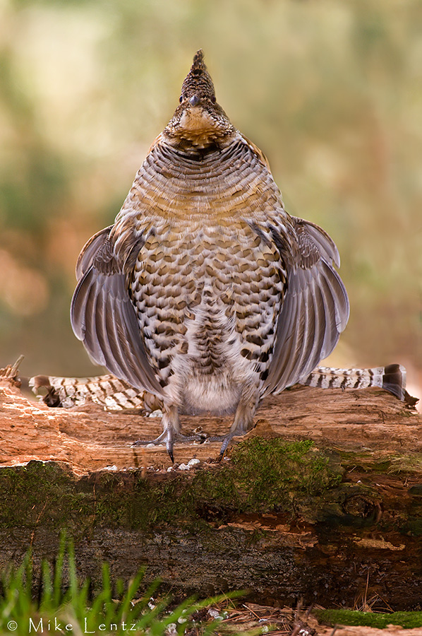 Ruffed Grouse