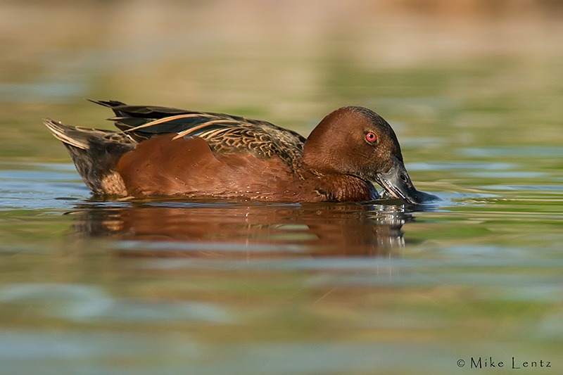 Cinnamon Teal