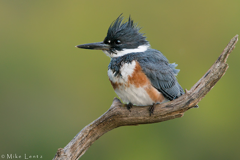 Belted Kingfisher on perch