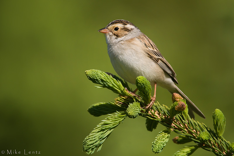Clay Colored Sparrow