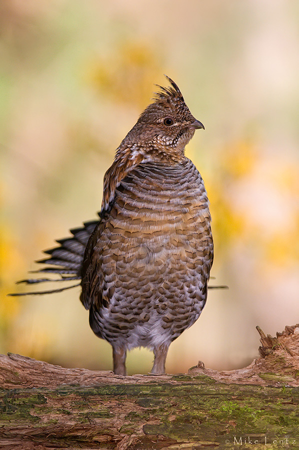 Ruffed Grouse