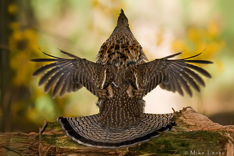 Ruffed Grouse