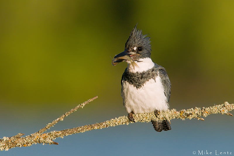 Belted Kingfisher (male)