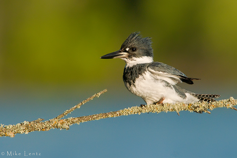 Belted Kingfisher (male)