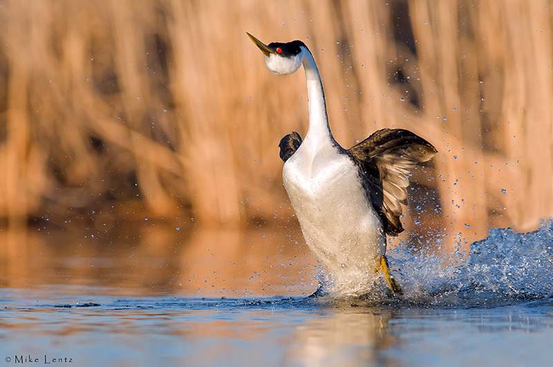 Western Grebe (rushing display)