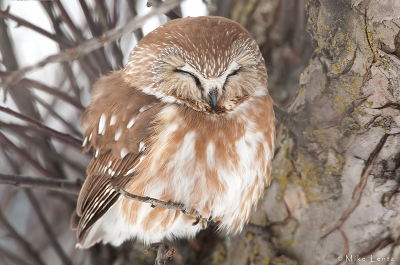 Northern Saw Whet
