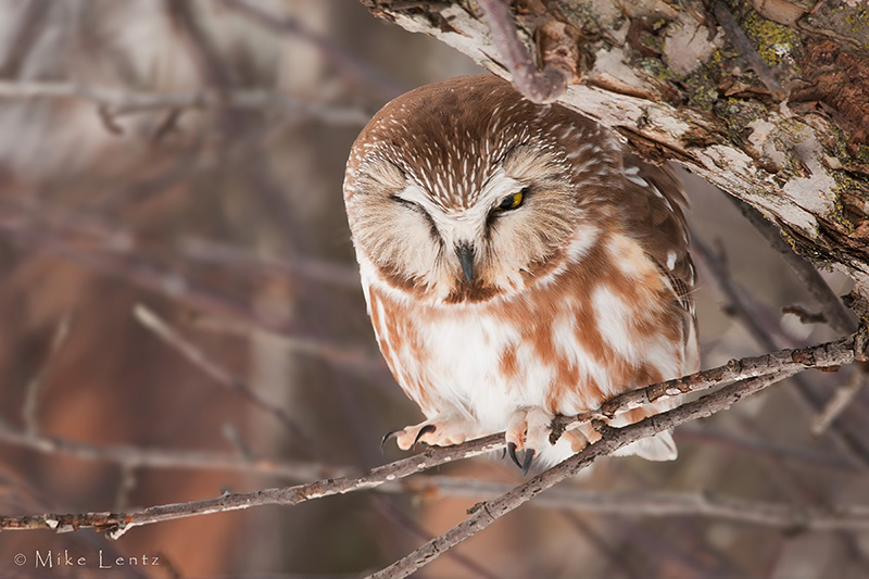 Northern Saw Whet